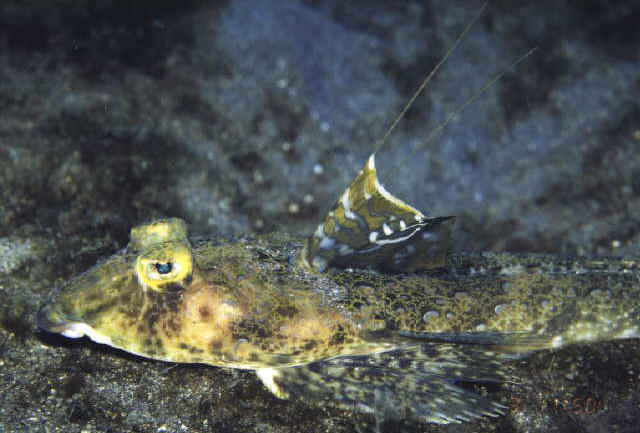 Callionymus japonicus